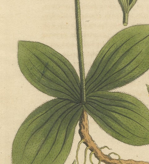 Antique Botanical Engraving, Yellow Flower & Pink Bladder Senna, Pflanzen CXXXV, view 3