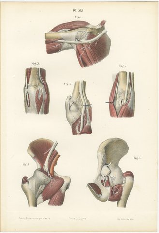 Nerves of the Joints, Antique Hirschfeld Anatomy Print, 1866, view 2