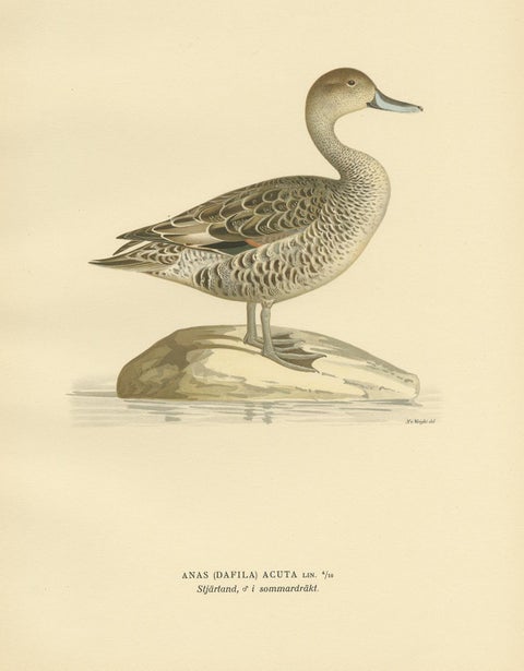 Antique Bird Print of the Northern Pintail 'in summer' by Von Wright '1929', view 2