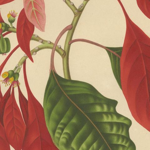 Original Antique Poinsettia Botanical Chromolithograph by Hoola van Nooten, 1880, close-up 6