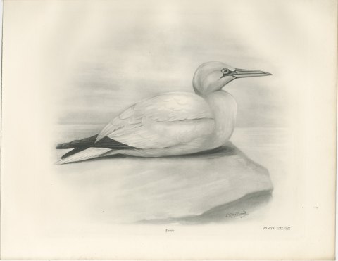 Adult Gannet Resting on a Rock, Plate CXLVIII after Lilian Medland, c. 1909, view 2