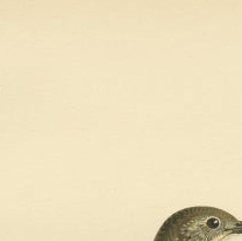 Antique Bird Print of the Mistle Thrush by Von Wright, 1927, close-up 1