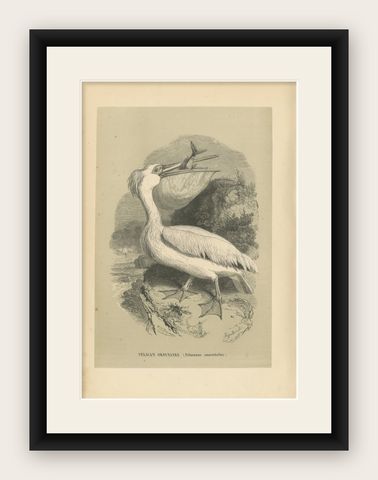 Antique Bird Print of the Great White Pelican by Le Maout, 1853, shown framed