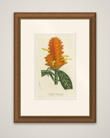 19th Century Botanical Lithograph of Aphelandra Porteana by Louis van Houtte, shown framed