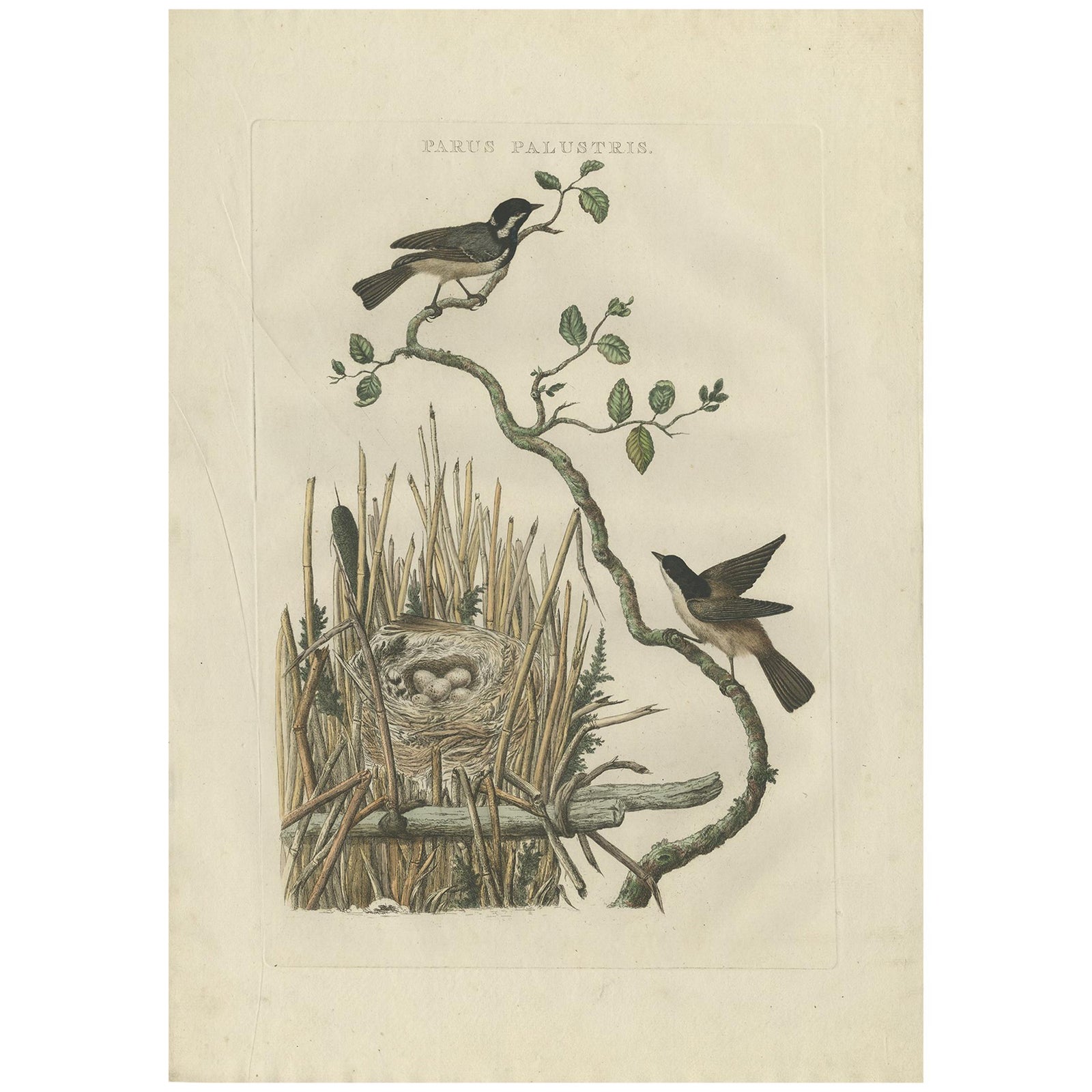 Rare 18th Century Bird Print, Marsh Tit and Nest Scene by Sepp & Nozeman
