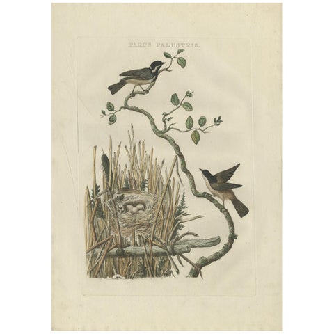 Rare 18th Century Bird Print, Marsh Tit and Nest Scene by Sepp & Nozeman