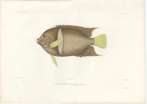 Antique Print of the King Angelfish, Hand-Colored French Lithograph, 1845, close-up 1