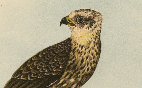 Honey Buzzards, Antique Bird of Prey Print, Natural History Illustration, 1894, close-up 3