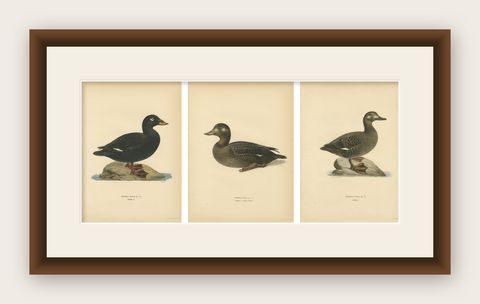 Antique Scandinavian Bird Lithographs, Velvet Scoter Ducks, Svenska Fåglar 1929, shown framed