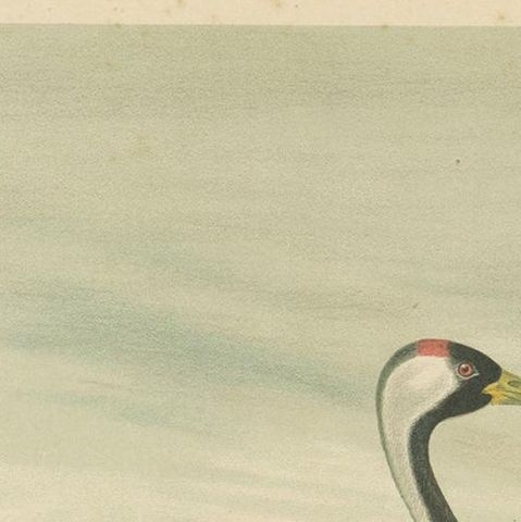 Antique Bird Print of the Common Crane by Naumann, circa 1895, close-up 1