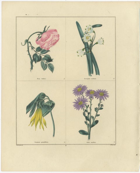 Pair of Hand-Colored Botanical Engravings of Roses & Spring Flowers, London 1828, view 2