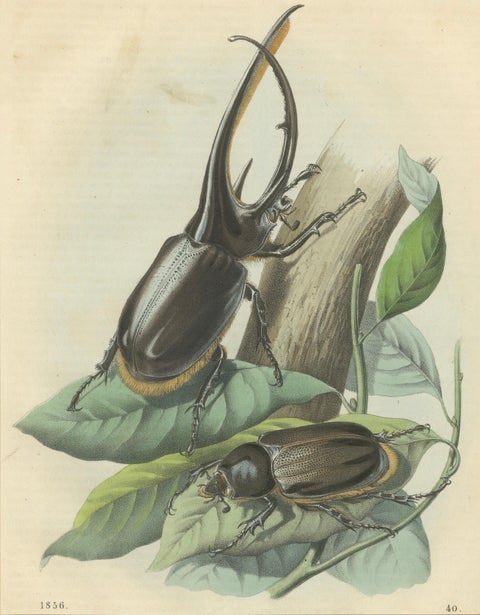 1856 Hand-Colored Lithograph of Rhinoceros Beetles, Exotic Coleoptera, close-up 4