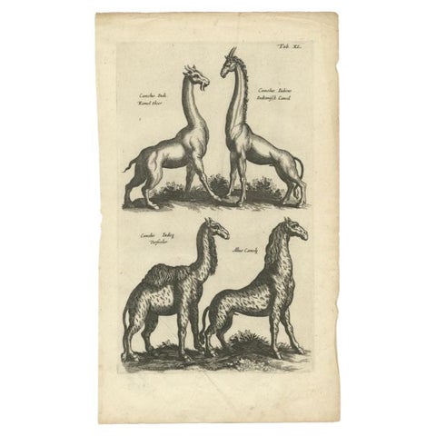 Rare Antique Print of Various Animals, Camelus Iudi, Camelus Indicus Etc, 1657, view 2