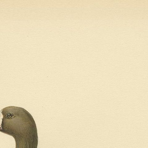 Antique Bird Print of the White-Fronted Goose by Von Wright '1929', close-up 1