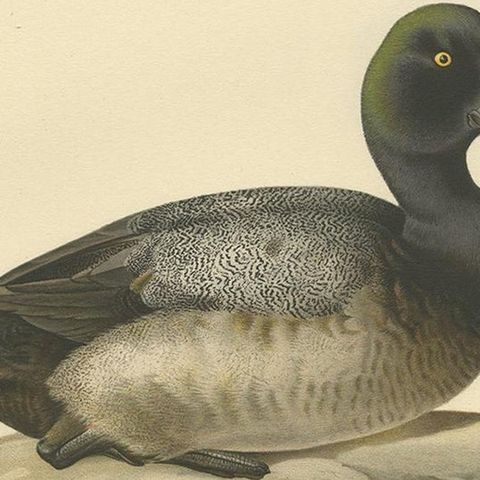 Antique Bird Print of a Young Greater Scaup by Von Wright, 1929, close-up 2
