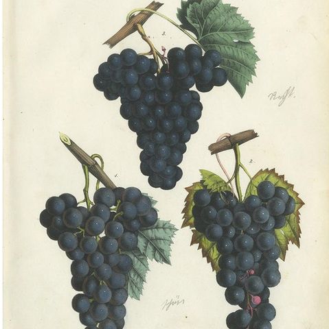 Antique Grape Botanical Chromolithographs, Wine & Table Grapes, Set of Six, 1854, close-up 1
