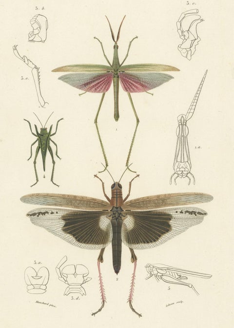 Antique Print of Various Insects Including a Grasshopper, close-up 1
