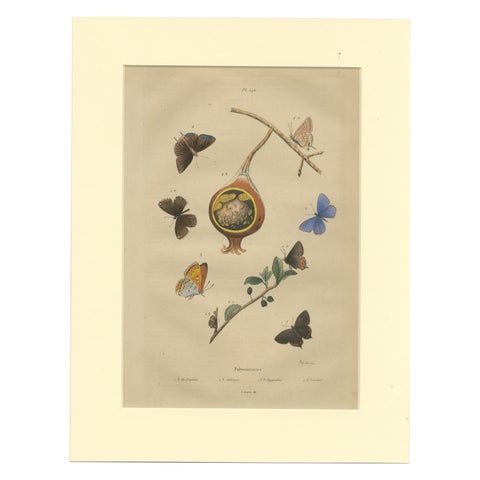 Antique Print of the Common Blue and Other Butterflies, ca.1835