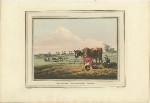 Foreign Field Sports: Shooting Antelopes in India, Aquatint, 1813, view 2