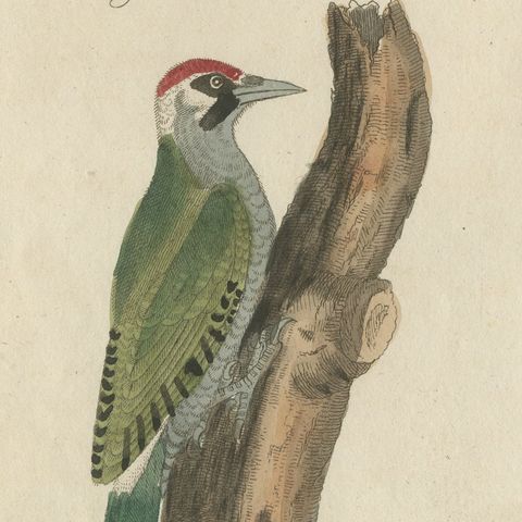 Black and Green Woodpeckers with Nuthatch, Antique Bertuch Print, circa 1805, close-up 3