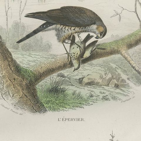 Antique Bird Print of a Sparrowhawk and a Goshawk by Fournier 'c.1835', close-up 1