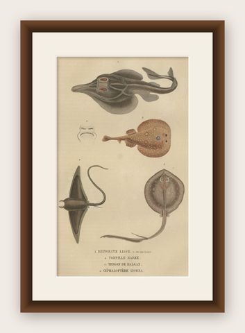 Print of a Guitarfish, Common Torpedo, Stingray & Devil fish or Giant Devil Ray, shown framed