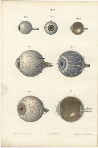 The Eyeball and Its Vessels, Antique Hirschfeld Anatomy Print, 1866, view 2
