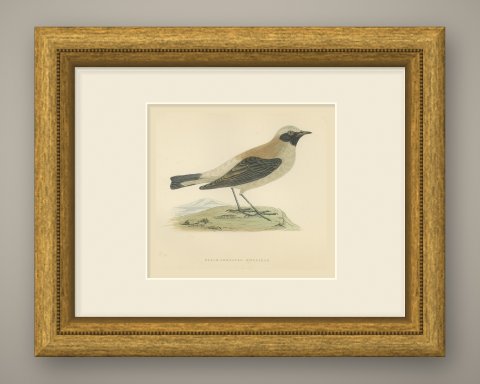 Black-Throated Wheatear on a Grassy Mound, Hand Colored Print, 1896, shown framed