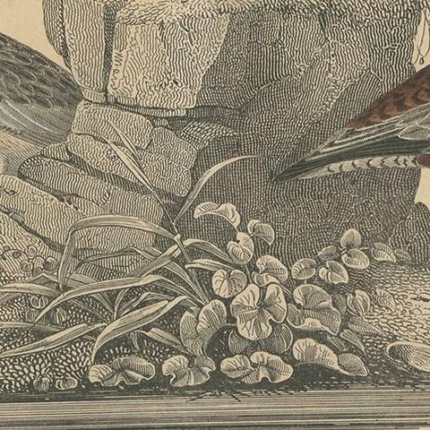 Antique Bird Print of Sanderlings, 1847, close-up 2