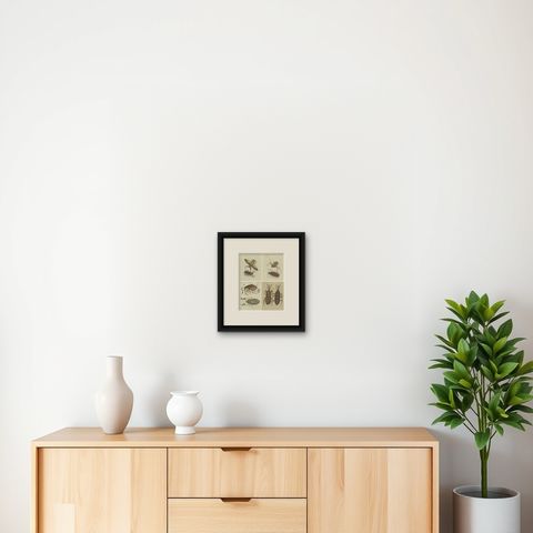 Set of 4 Antique Prints of Various Insects Including the Human Flea and Others, shown framed on a wall