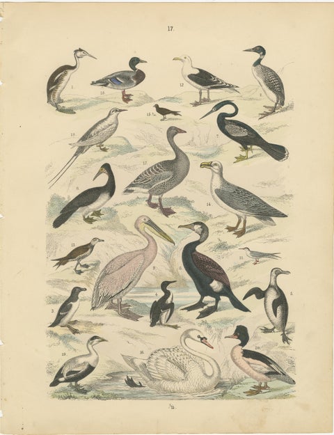 Water Birds Print: Swan, Pelican, Cormorant, Ducks, Antique 1867, view 2