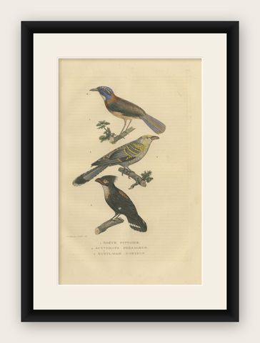 Old Bird Print of a Pitta Ground-roller, Channel-billed Cuckoo, Dusky Broadbill, shown framed