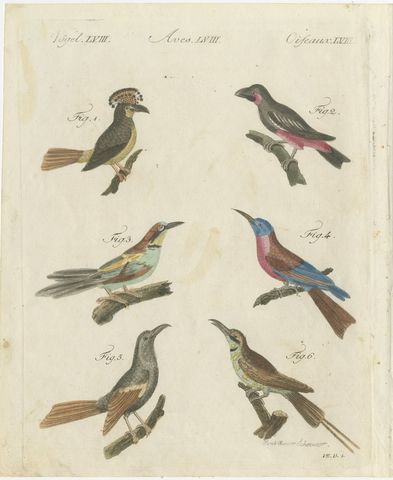 Royal Flycatcher and Bee-eaters, Antique Bertuch Print, Vienna, circa 1805, view 2