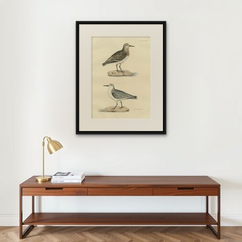 Seasonal Plumage of the Sanderling: Selby's Ornithological Study, 1826, shown framed on a wall
