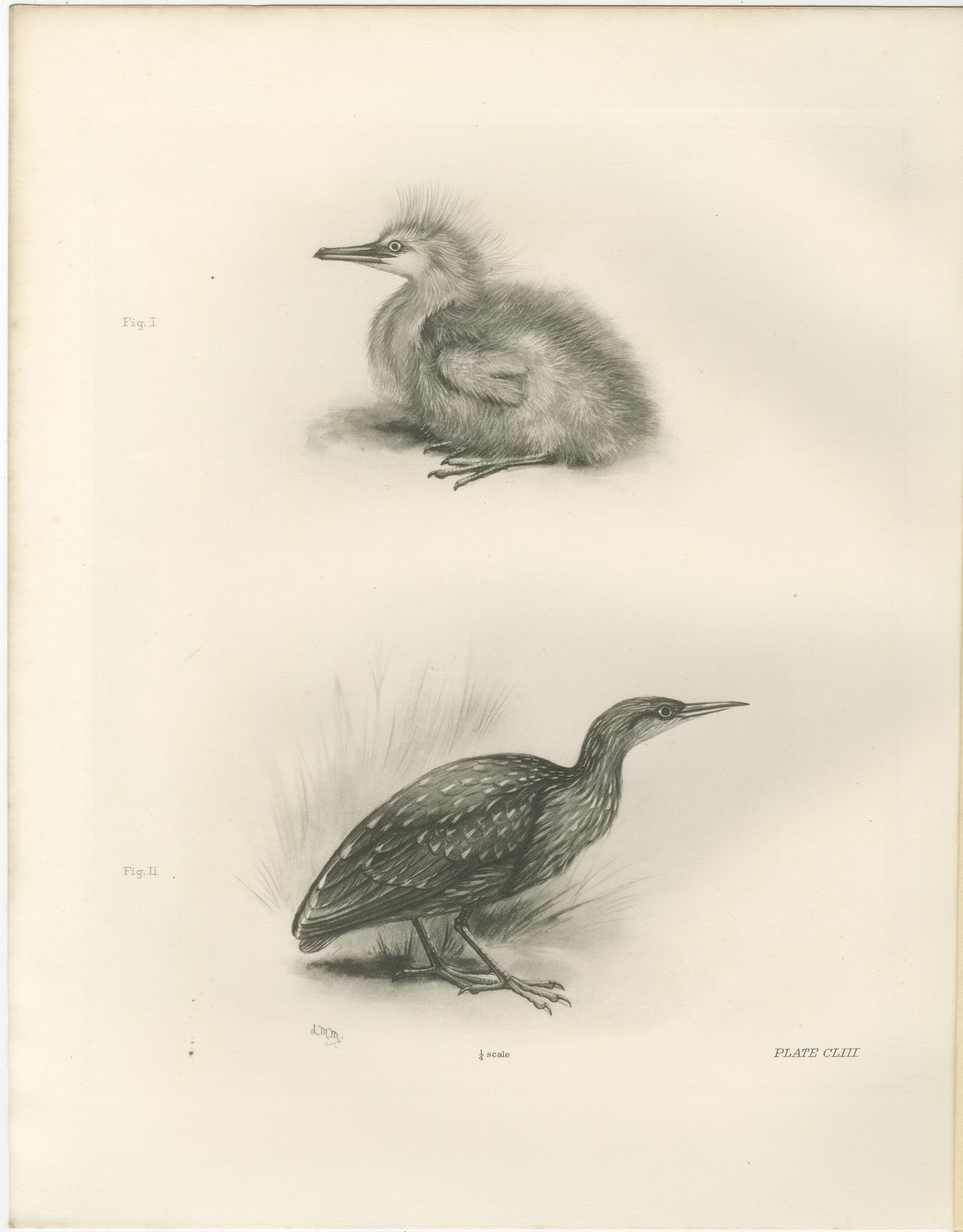 Young Night Heron, Antique Bird Print after Lilian Medland, circa 1909