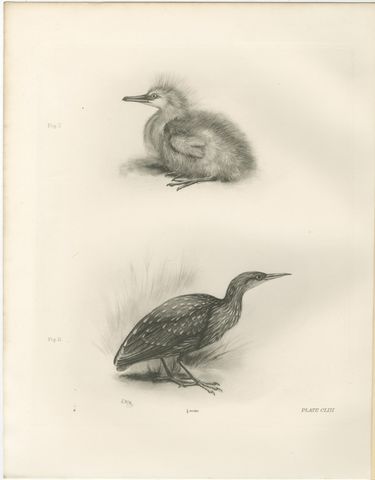 Young Night Heron, Antique Bird Print after Lilian Medland, circa 1909