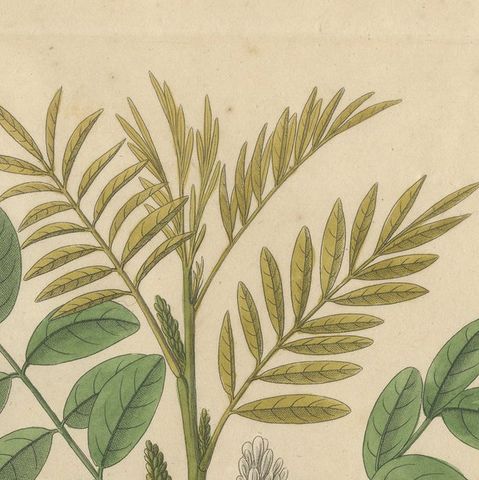 Antique Liquorice Botanical Print, Glycyrrhiza Glabra & Echinata, c.1831, close-up 5