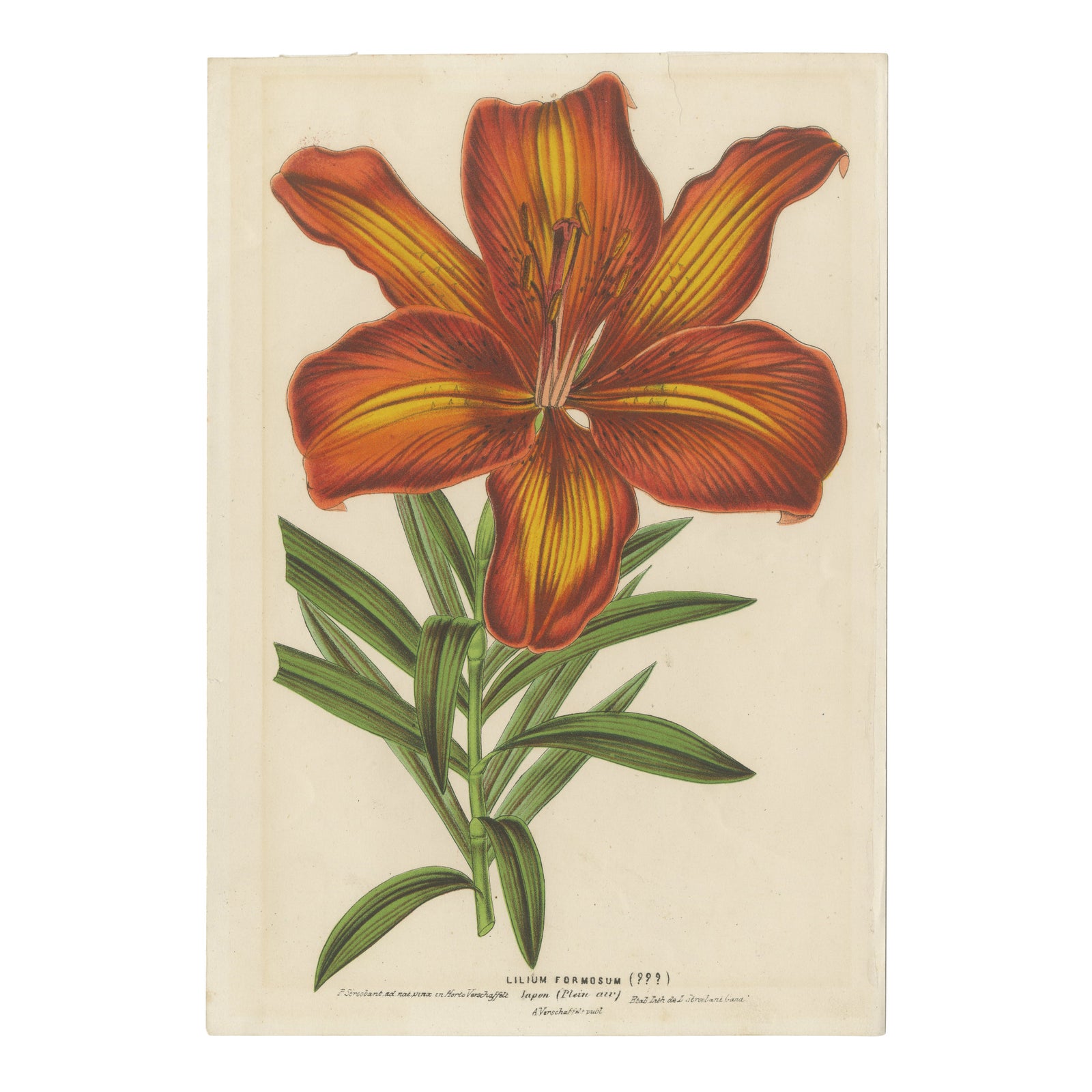 Exquisite Hand-Colored Botanical Print of a Siberian Lily (Lilium Pensylvanicum)