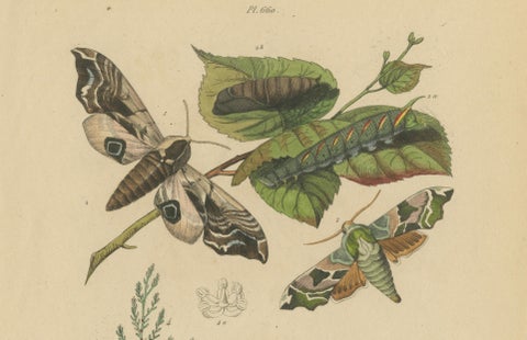 Pair of French Butterfly & Moth Engravings by E. Guérin, 1835, close-up 2