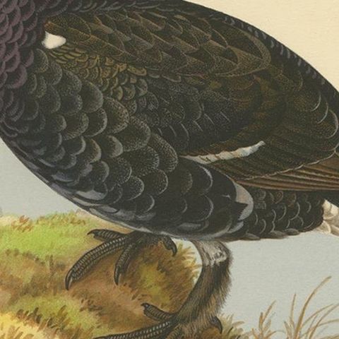 Antique Bird Print of the Black Grouse 'Male' by Von Wright, 1929, close-up 2