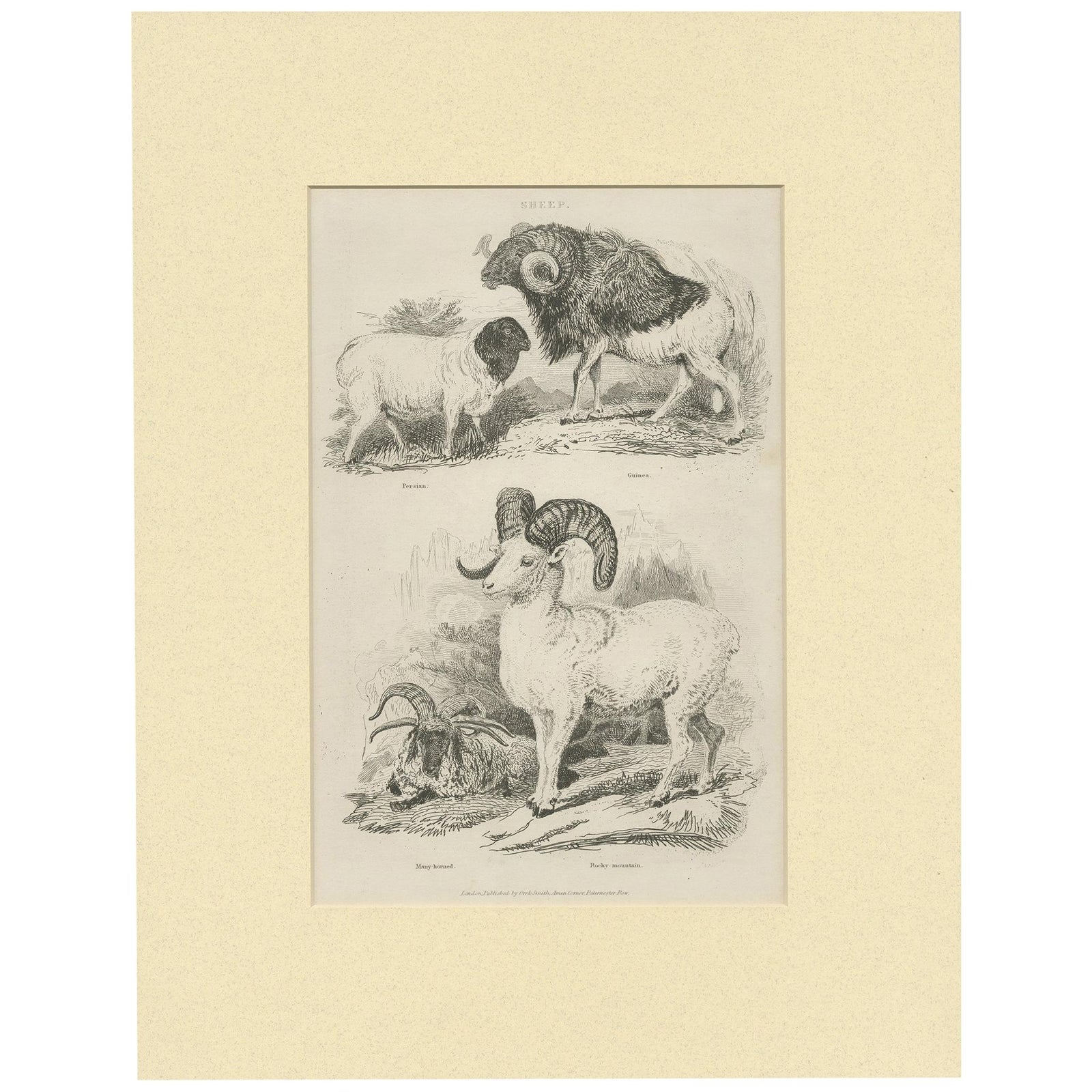 Antique Print of Sheep by Partington 'circa 1840'