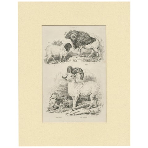 Antique Print of Sheep by Partington 'circa 1840'