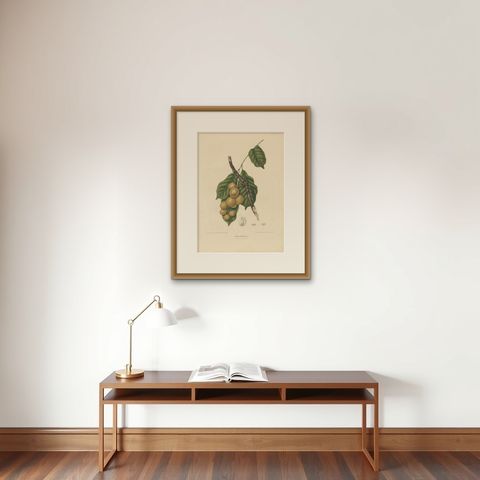 Lansium Domesticum, Langsat Botanical Lithograph c.1863, shown framed on a wall