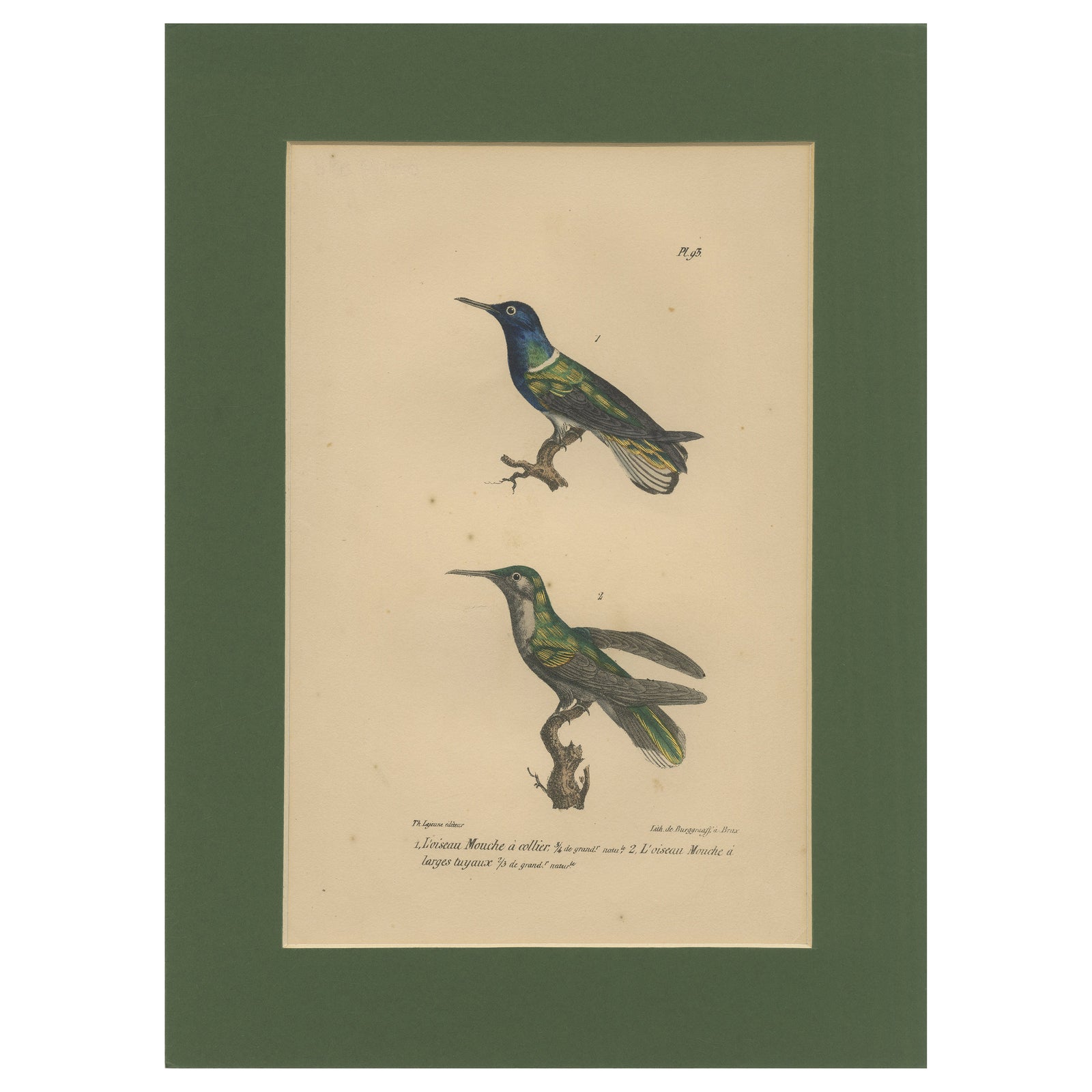 Antique Hand-Coloured Hummingbird Engraving with Gold Highlights, c.1835