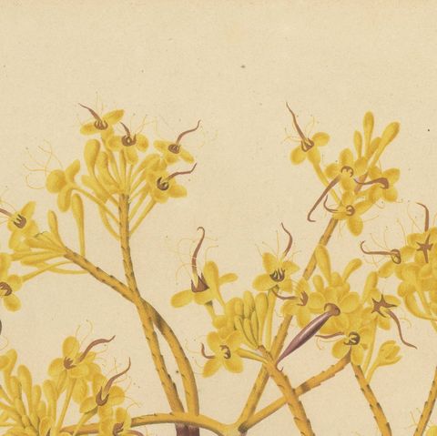 Original Antique Botanical Chromolithograph of Yellow Saraca, c.1880, close-up 5