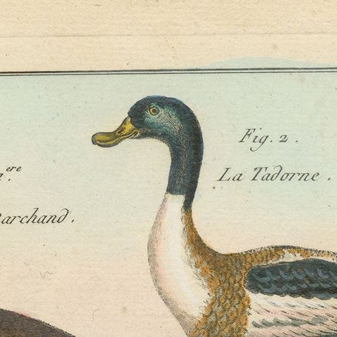 Original Brightly Hand-Colored Copper Engraving of Four Ducks '1792', close-up 1