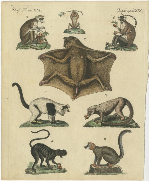 Antique Hand-colored Engraving of Lemurs and Flying Mammals, c.1800, view 2