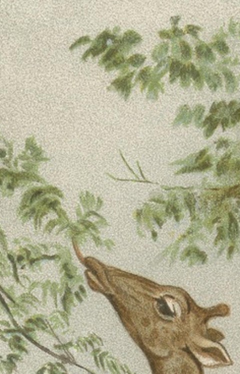 South African Giraffes, Antique Safari Chromolithograph, 1894, view 10