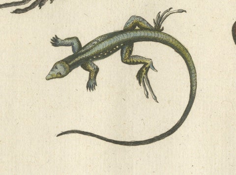 Exotic Jamaican Lizards: The Large Spotted Fork-Tailed Lizard Engraved, c.1773, close-up 4
