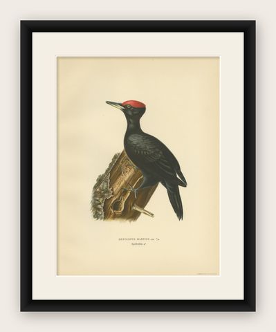 Antique Bird Print of the Male Black Woodpecker by Von Wright, 1927, shown framed
